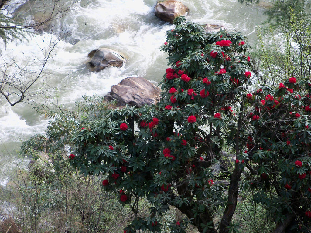 Parvati Kuteer Riverside Resort Kasol Eksteriør billede